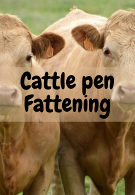 Nourishing Progress: Cattle Pen Fattening in Africa.